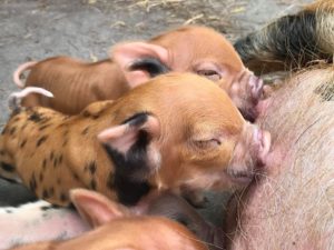 Kunekune piglets feeding from mom
