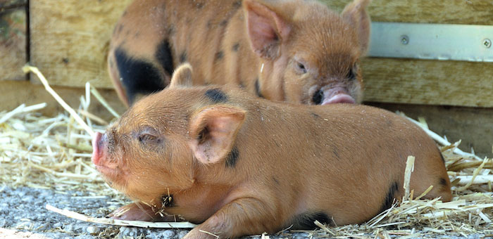 over ons. kunekune biggen