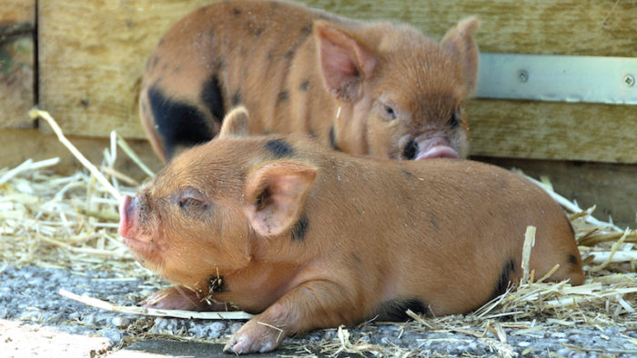 kunekune pigs