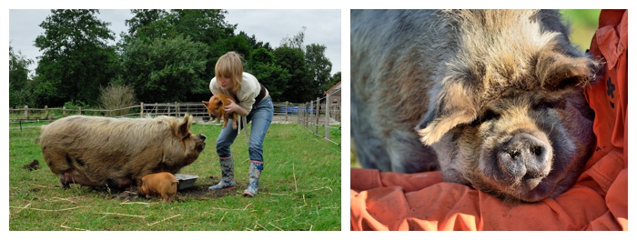 kune kune with piglets