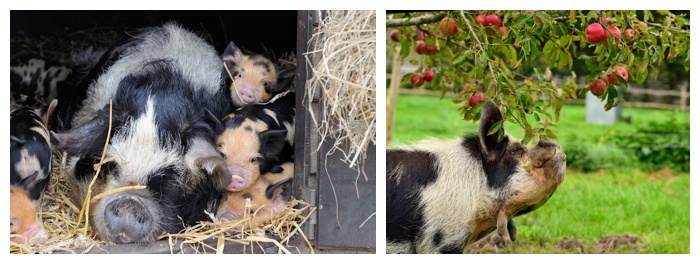 kune tune with piglets