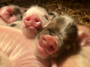 kunekune biggen