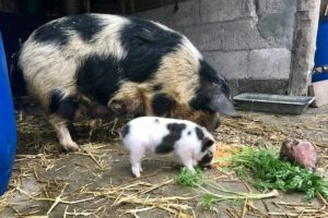 kune zeug met big