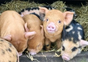 kunekune biggen in hok