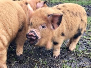 big modder kunekune