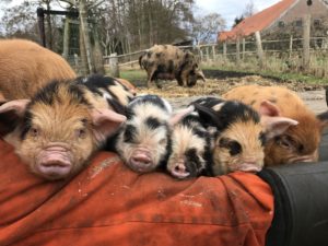 kunekune biggen op schoot