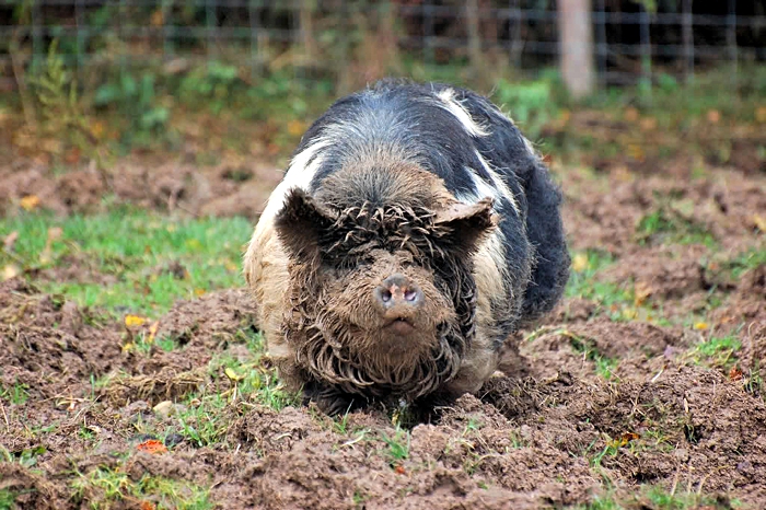 kunekune wroeten