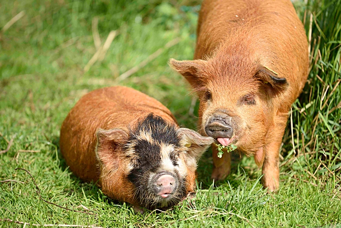 kunekune varkens in het gras