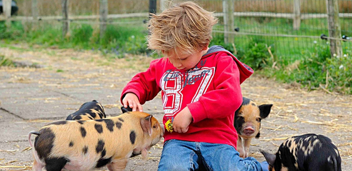 kind met kune kune biggen