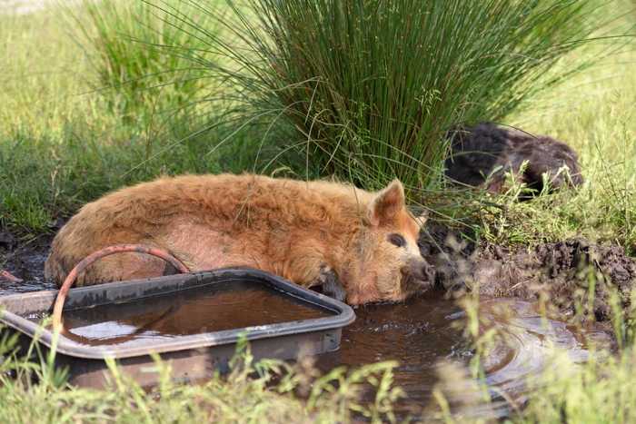 kune kune modderpoel