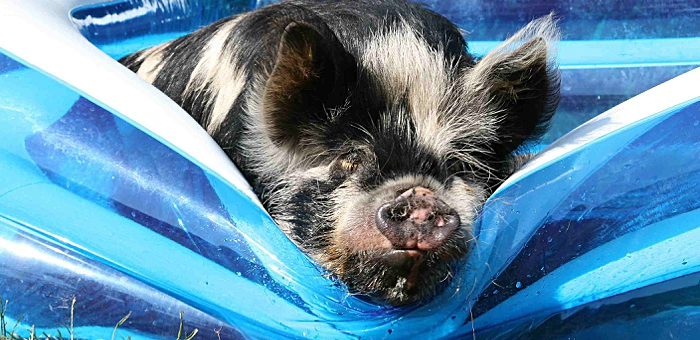 kune kune in badje