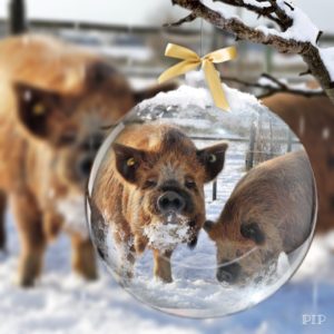kunekunes in snow