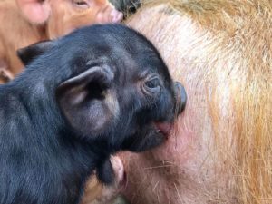 Black kunekune piglet 