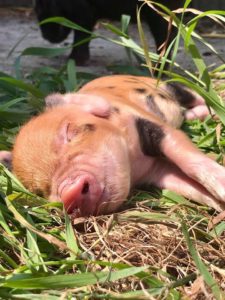 Kunekune big 