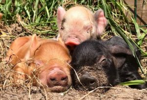 Sleepy kune kune piglets 