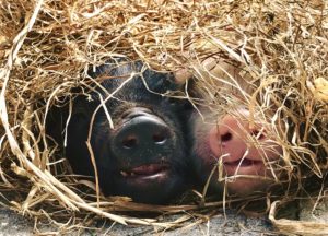 Kunekune biggen verstopt in stro