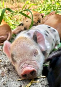 Kunekune piglet sleeping