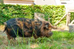 ginger black kunekune sow