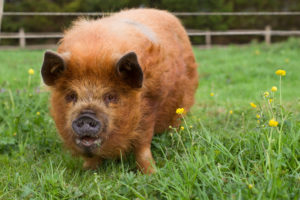 kunekune