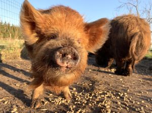 kunekune