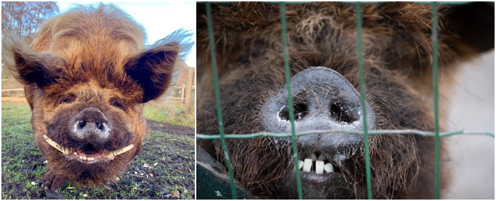 ginger kune kune boar