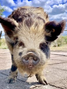 kunekune boar