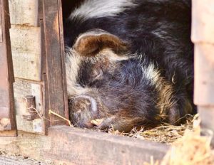 kunekune 