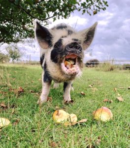 kunekune 