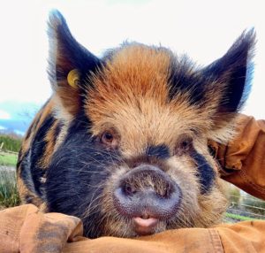 kunekune 