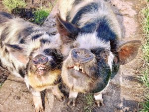 kunekune 