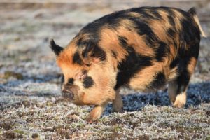 Kunekune gilt