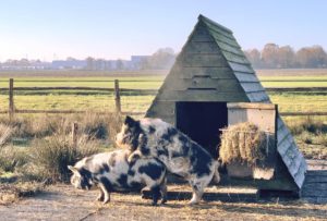 kunekune 