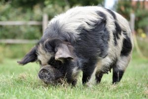 kunekune Plum