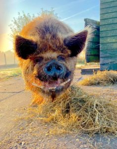 Kunekune boar