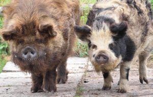 kunekune boars