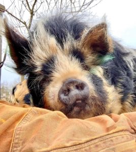 kunekune