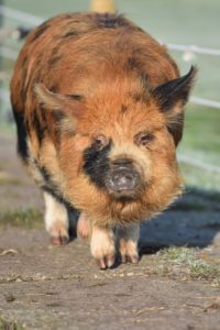 kunekune sow