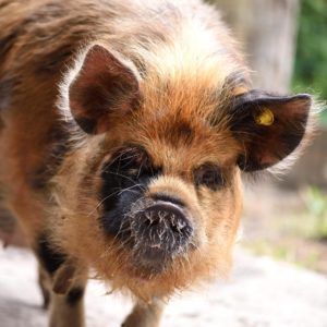 Kunekune sow