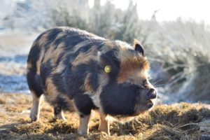 kunekune 