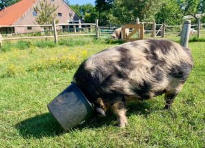 Kune kune looking for food 