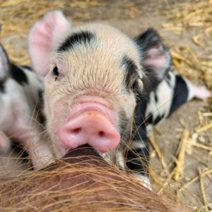 Piglet milk kunekune