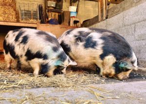 KuneKune sows 