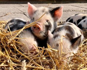 Biggen kunekune