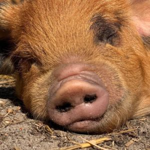 Close up kunekune big