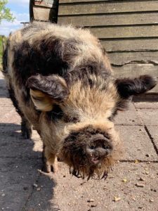 Kunekune boar