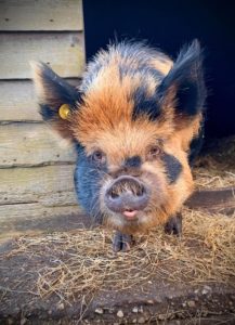 Buitenvarken kune kune