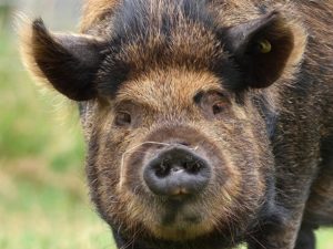 Ginger black kune kune zeug 