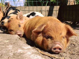 Kunekune piglets 