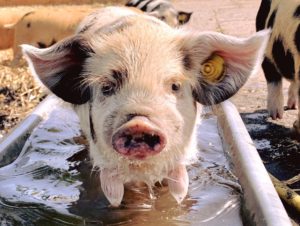 Kune kune piglet water