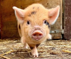 Piglet kunekune